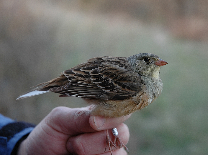 Ortolan Bunting, Sundre 20060507